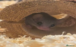 Mouse rodents for sale: 10 weeks old baby squirrels - Image 11