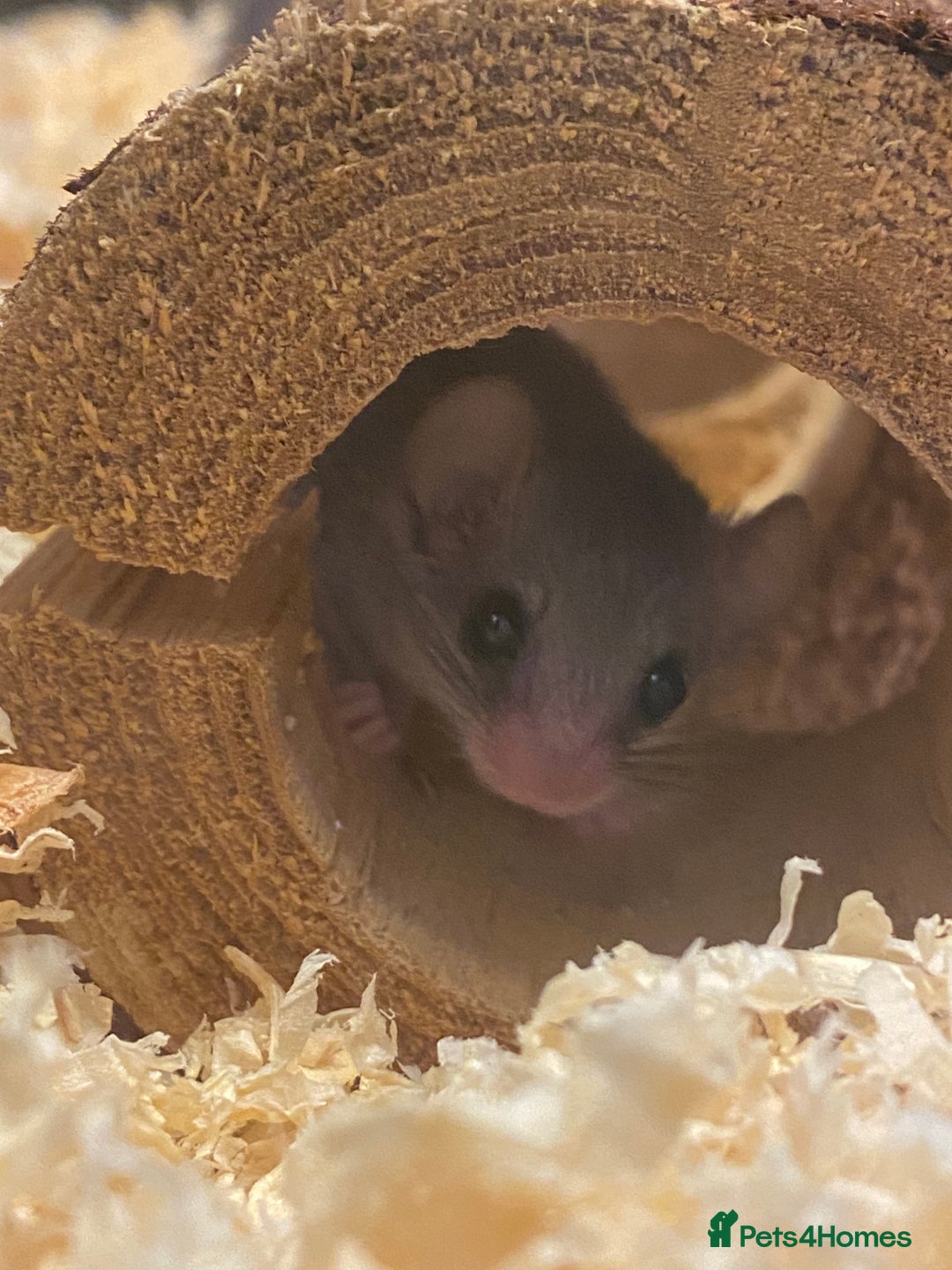 Mouse rodents for sale: 10 weeks old baby squirrels - Image 11