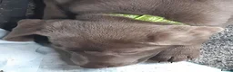 Labrador Retriever dogs for sale: Silver Labrador puppies for sale  in Stafford - Advert 10