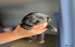 Cocker Spaniel dogs for sale: 5 Pedigree KC Show Cocker Spaniels - Image 4