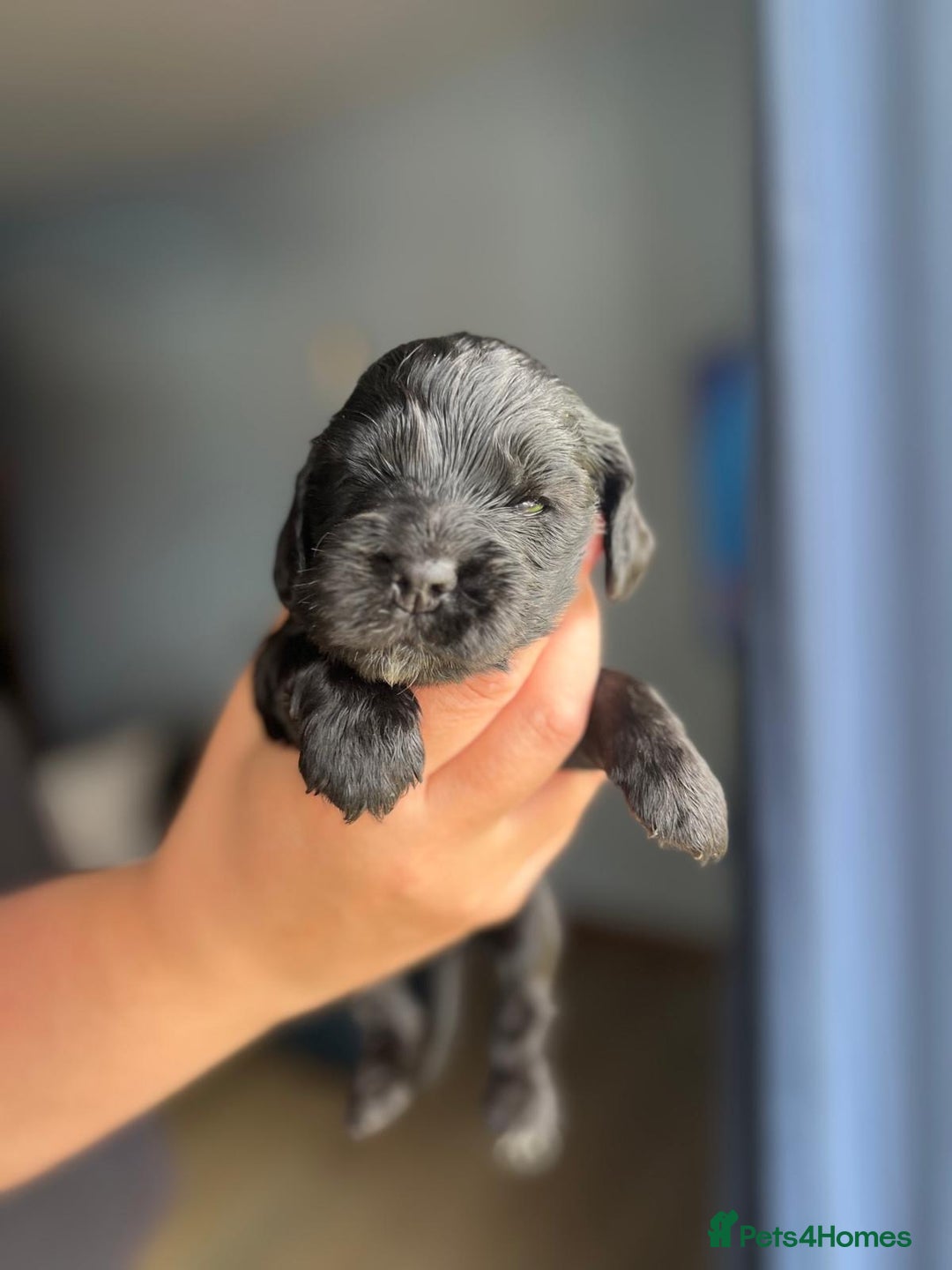 Cocker Spaniel dogs for sale: 5 Pedigree KC Show Cocker Spaniels - Image 4