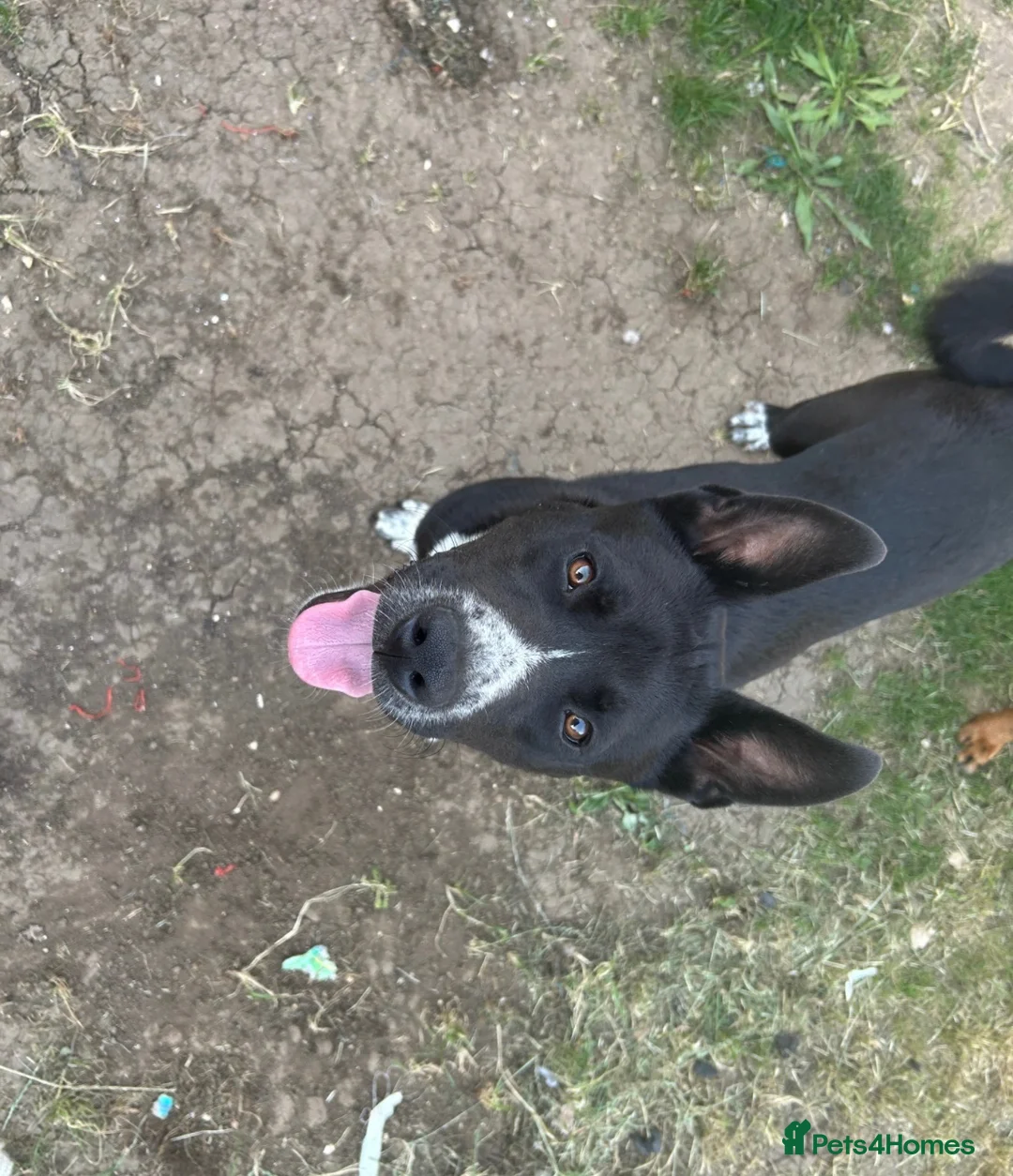 Mixed Breed dogs for sale: (URGENT) 8 Month Old Akita x Cane Corso £500 O.N.O - Advert 2