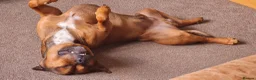 Staffordshire Bull Terrier dogs for stud: Gerry in North Shields - Advert 3