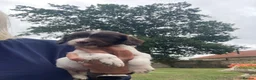 English Springer Spaniel dogs for sale: Pedigree English Springer Spaniel Pups KC Reg - Advert 12