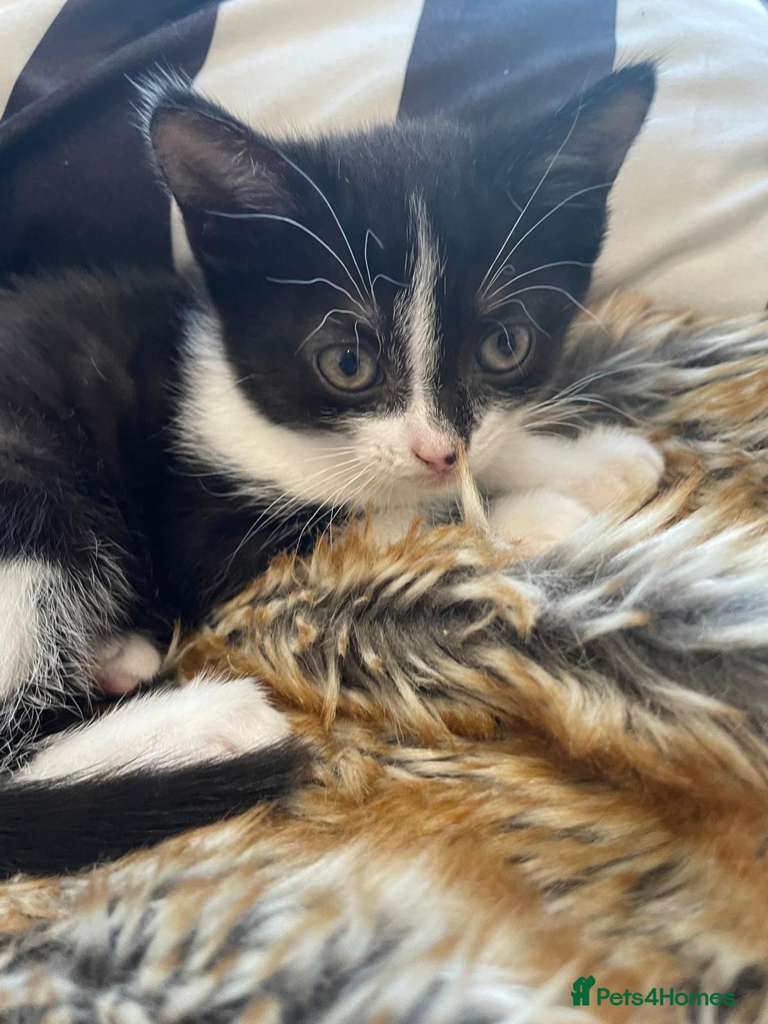 Mixed Breed cats for sale: 4 kittens available 31st Aug - Image 5
