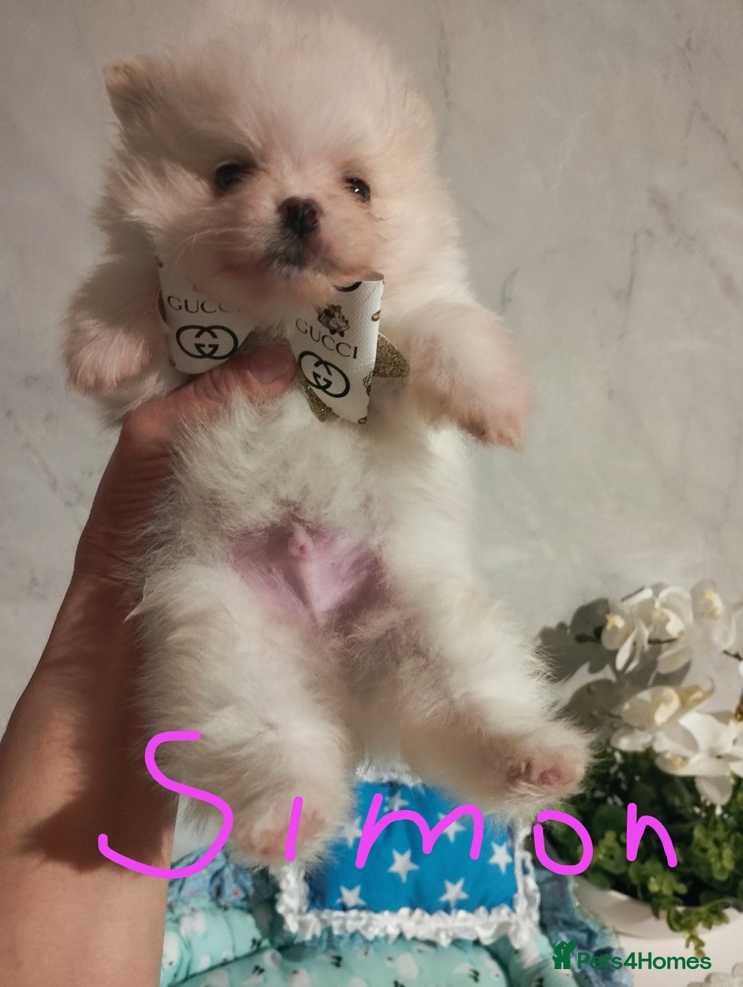 Pomeranian dogs for sale: 💝💝💝High-quality little boys💝💝💝 - Image 7