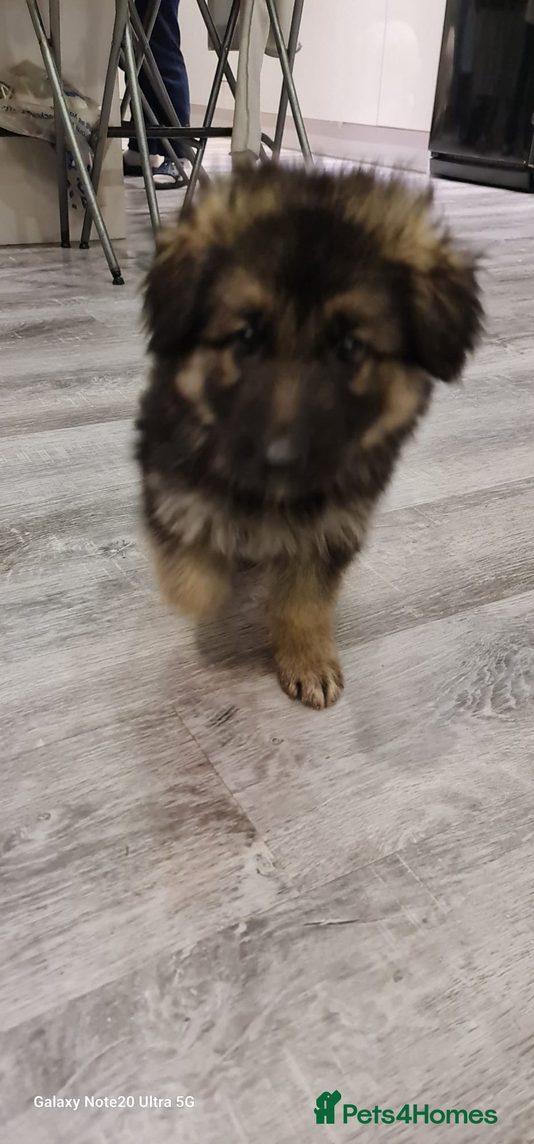 German Shepherd dogs for sale: german shepherd puppies full pedigree  - Advert 9