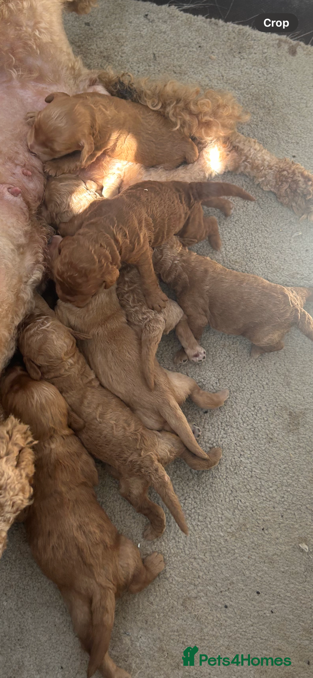 Cockapoo dogs for sale: F2 red Cockapoo puppies  - Image 8