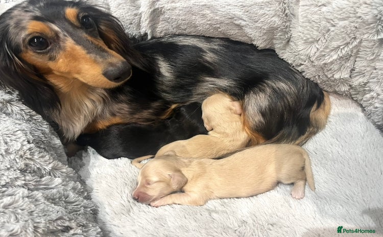 Miniature Dachshund dogs - Advert 1
