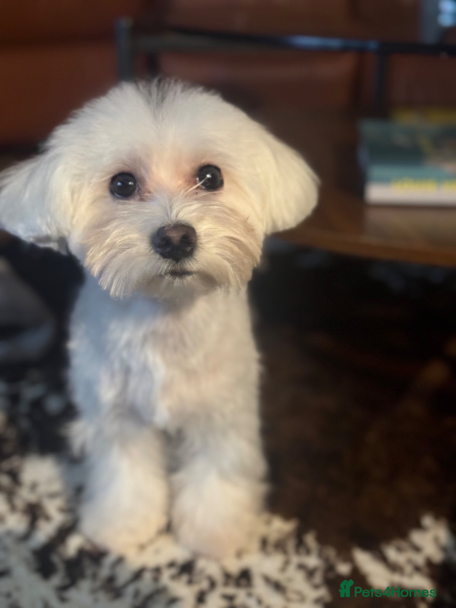 Maltipoo dogs Asian/Korean *DNA TESTED* teddy bear maltipoos - Advert 1