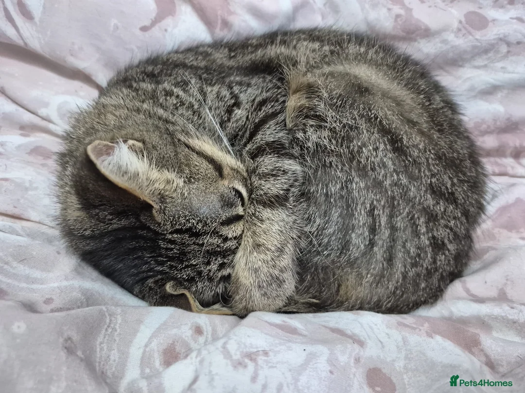 Mixed Breed cats for sale: Kitkit needs rehoming in London - Advert 5