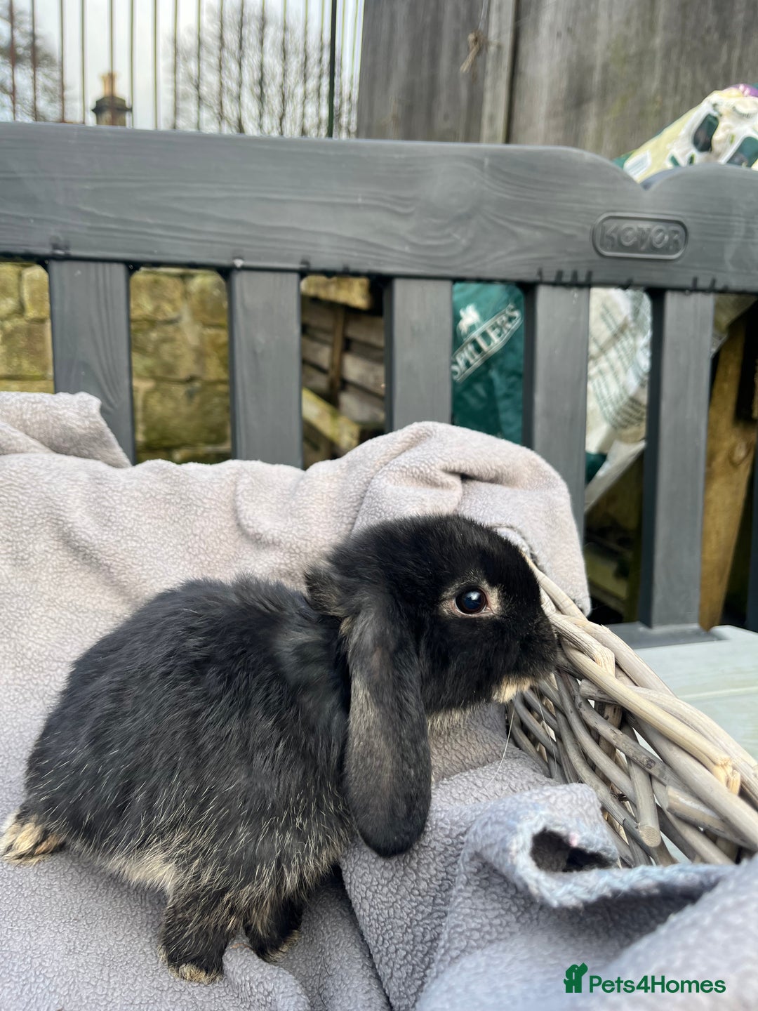 Mini Lop rabbits for sale:  Beautiful mini lops - Advert 2