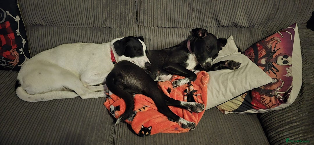 Mixed Breed dogs for sale: Beautiful 1 year old female dog  - Advert 13