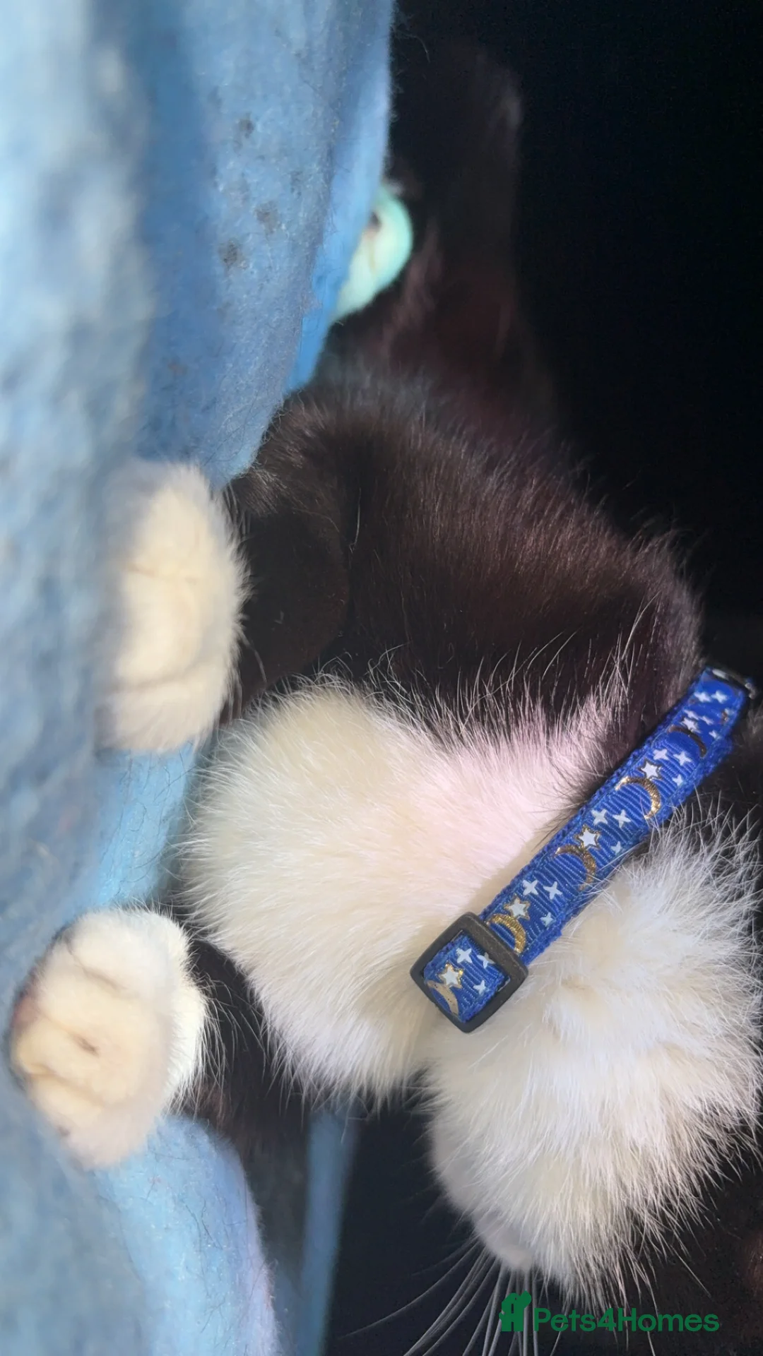 Mixed Breed cats for sale: Rescued cats and kittens - Advert 31