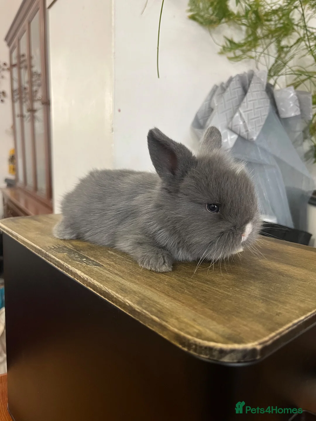 Mini Lion Lop rabbits for sale:  Beautiful Mini Lion Lop Bunnies  - Advert 2