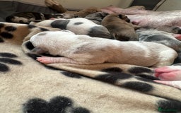 Mixed Breed dogs for sale: American bull staff puppies  - Image 7