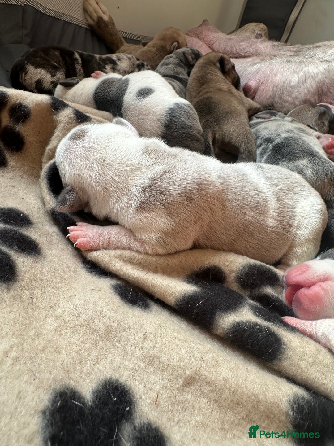 Mixed Breed dogs for sale: American bull staff puppies  - Image 7