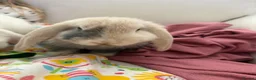 Mixed Breed rabbits for sale: Dewey Male rabbit about 4 months old  in Leicester - Advert 4