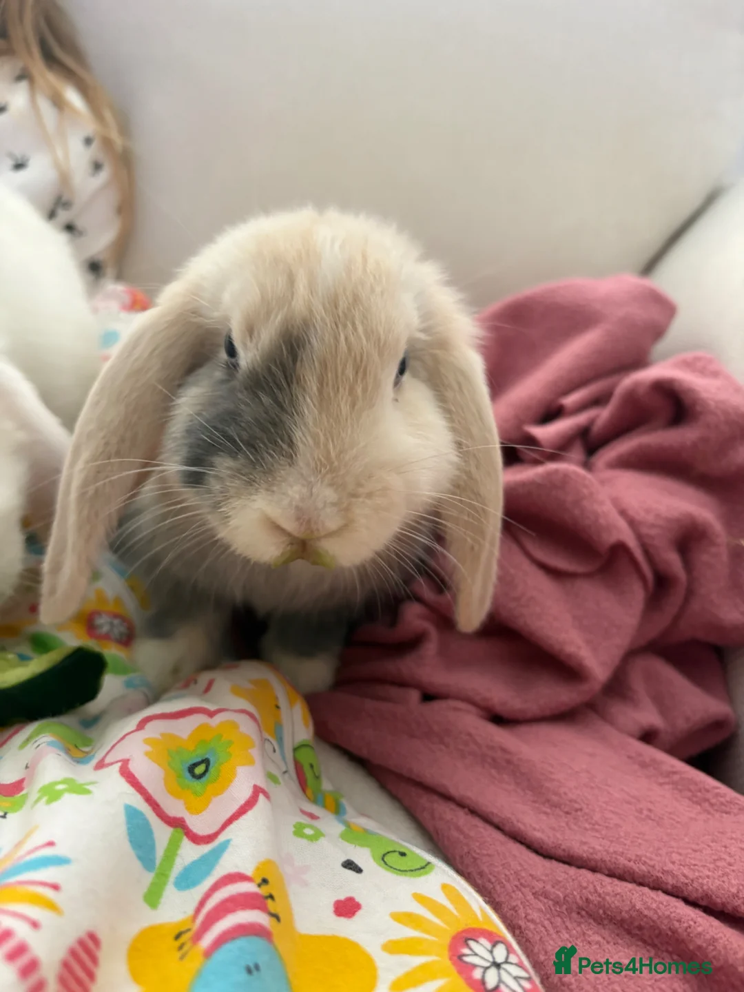 Mixed Breed rabbits for sale: Dewey Male rabbit about 4 months old  in Leicester - Advert 4