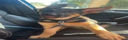 German Shepherd dogs for sale: German Shepard puppy  - Advert 5