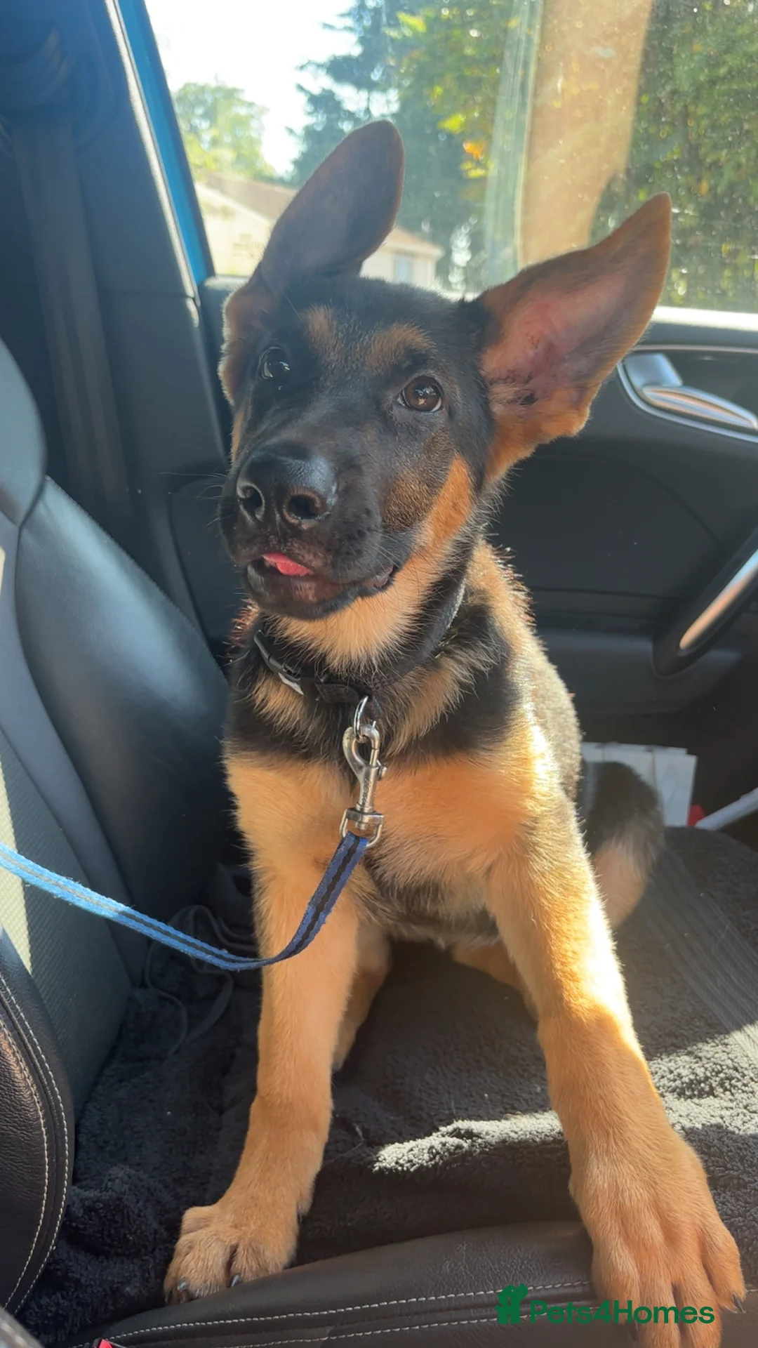 German Shepherd dogs for sale: German Shepard puppy  - Advert 5