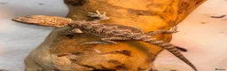 Bearded Dragon reptiles for sale: Baby Bearded dragons £50 each - Advert 23