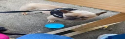 French Bulldog dogs for sale: Carlo in Widnes - Advert 3