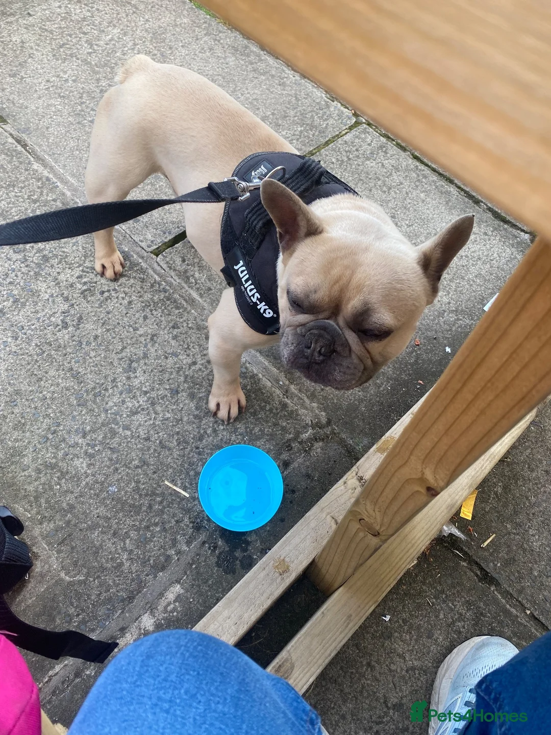 French Bulldog dogs for sale: Carlo in Widnes - Advert 3