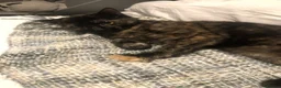 Domestic Shorthair cats for sale: Rare tortie shorthair for sale in Leicester - Advert 3