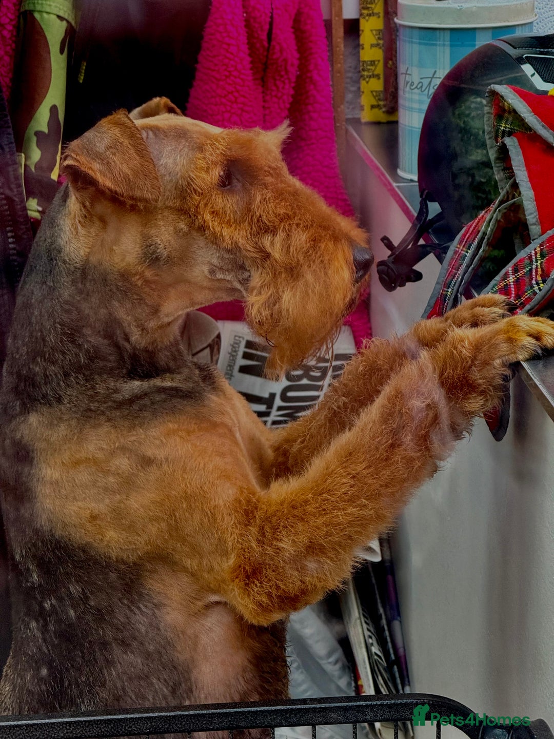 Mixed Breed dogs for sale: Airedale puppies  - Advert 9