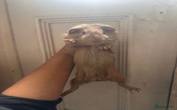 Guinea Pig rodents for sale: Piggys  - Image 8