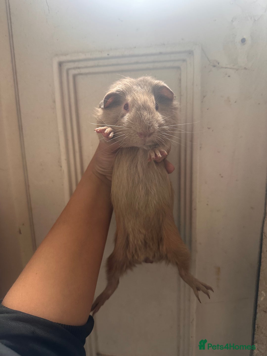 Guinea Pig rodents for sale: Piggys  - Image 8