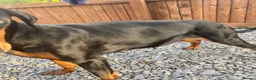 Dobermann dogs for sale: Doberman to loving home. - Advert 1