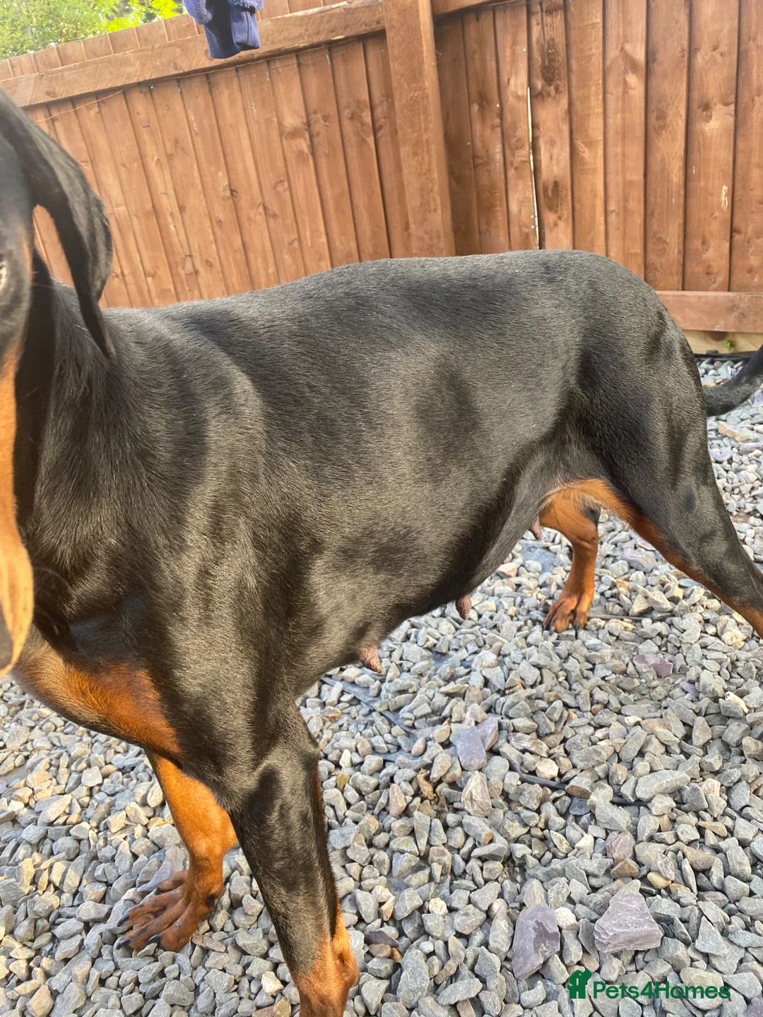 Dobermann dogs for sale: Doberman to loving home. - Advert 1
