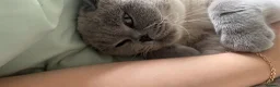 British Shorthair cats for sale: TWO BRITISH SHORTHAIRS - Advert 4