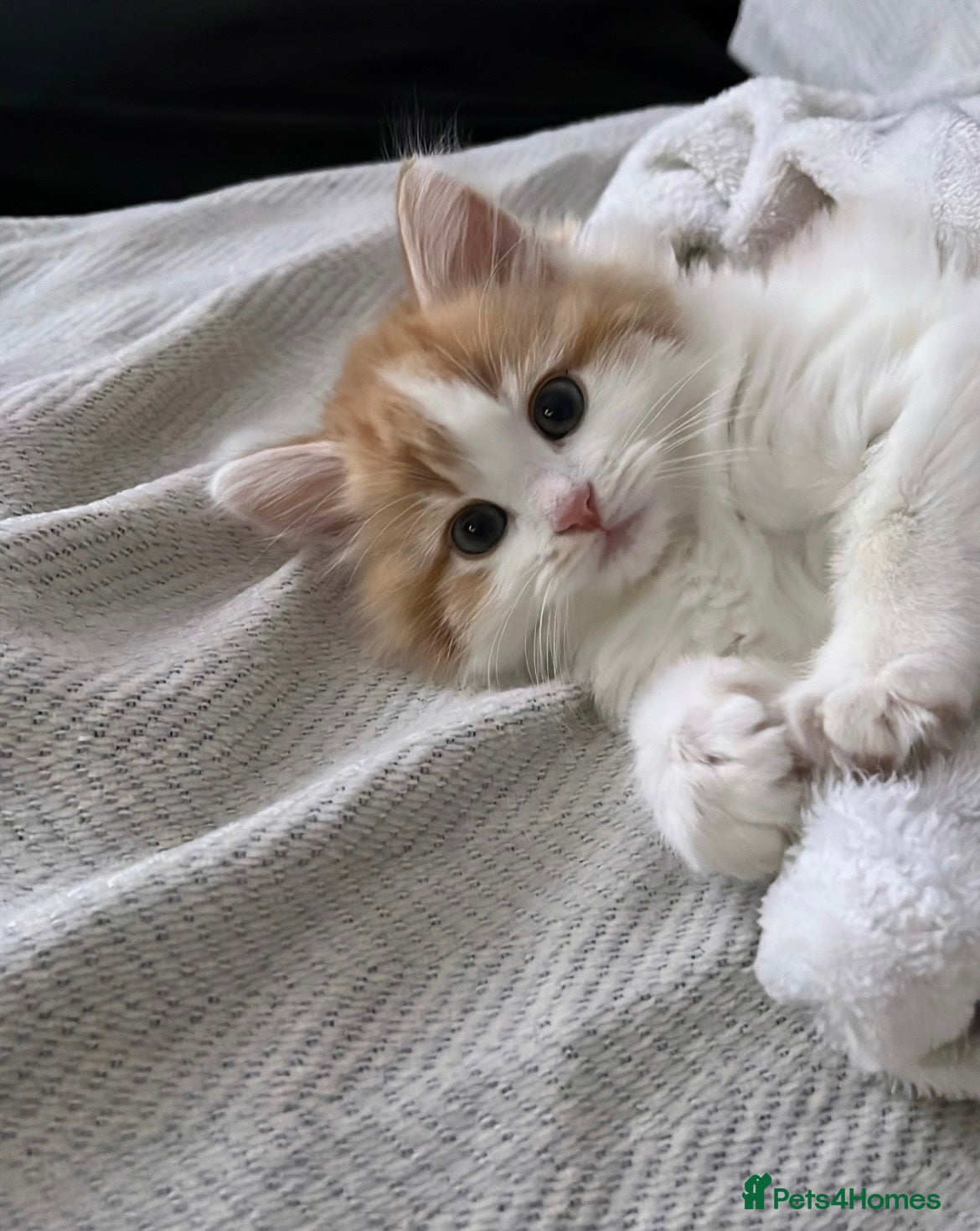 Mixed Breed cats Mixed breed - Advert 2