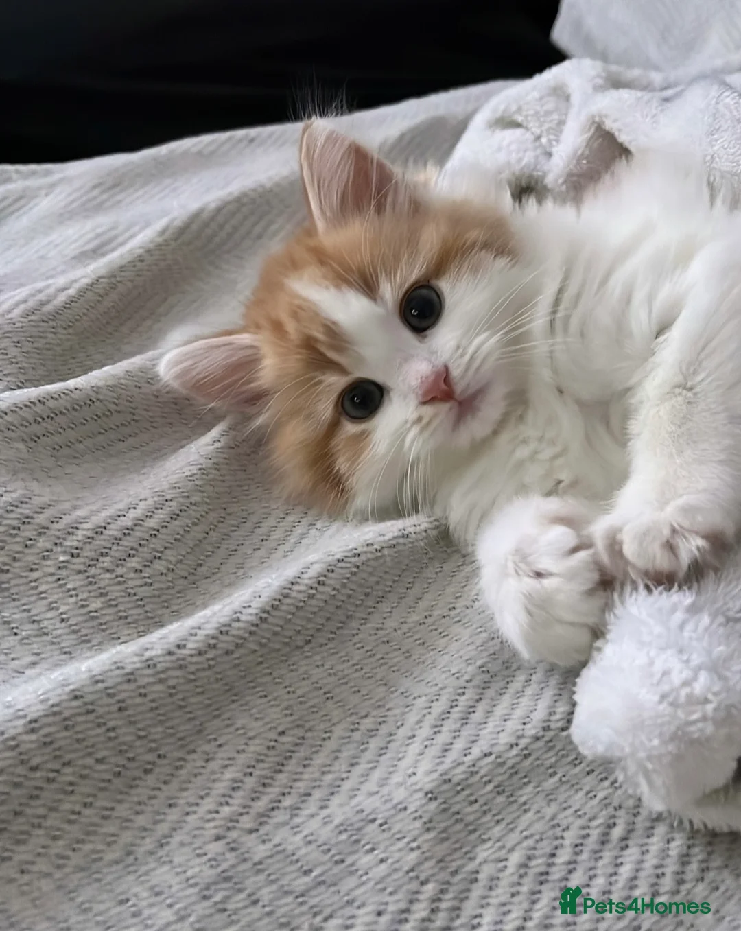 Mixed Breed cats for sale: Mixed breed - Advert 1