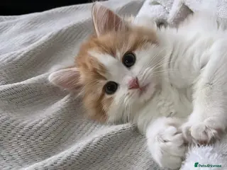 Mixed Breed cats Mixed breed - Advert 2