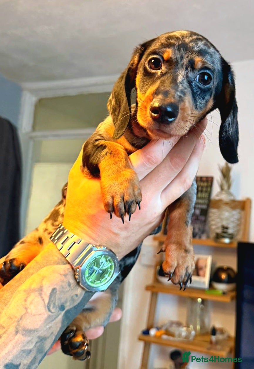 Miniature Dachshund dogs 🐾​Elite Silver Dapple KC (2.2% COI) READY NOW🐾 - Advert 13