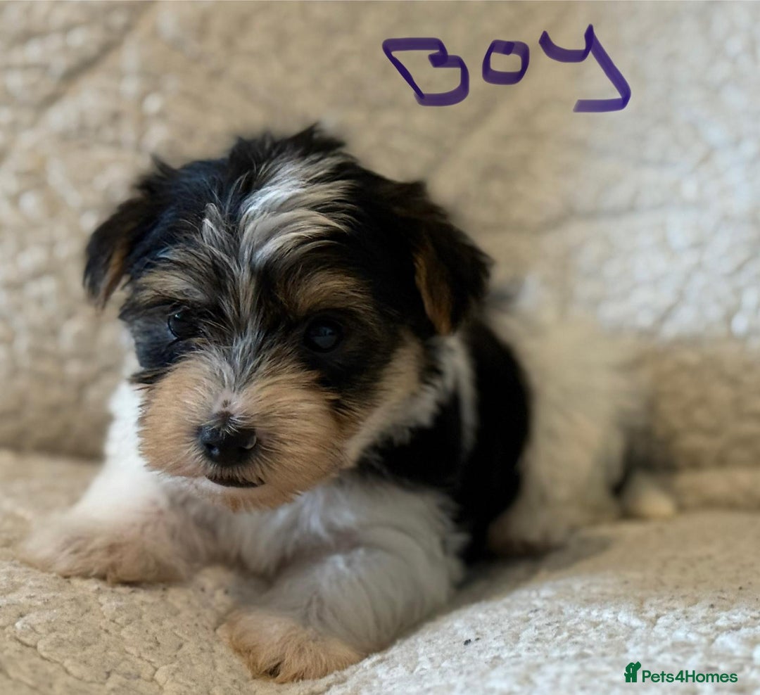 Biewer Terrier dogs for sale: Biewer terrier - Image 13