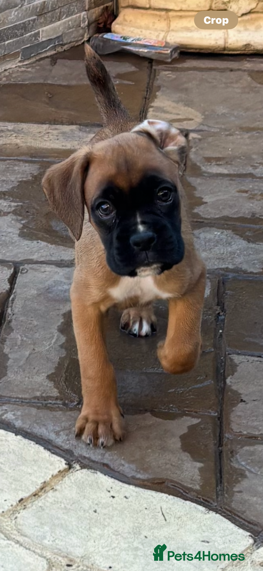 Boxer dogs for sale: Boxer pups  - Advert 7