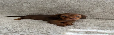 Miniature Dachshund 3