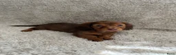 Miniature Dachshund dogs for sale: Long haired miniature dachshund puppies - Advert 4