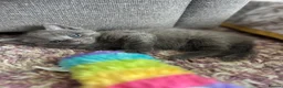 Ragdoll cats for sale: Beautiful Ragdoll cross kittens for sale  - Advert 10