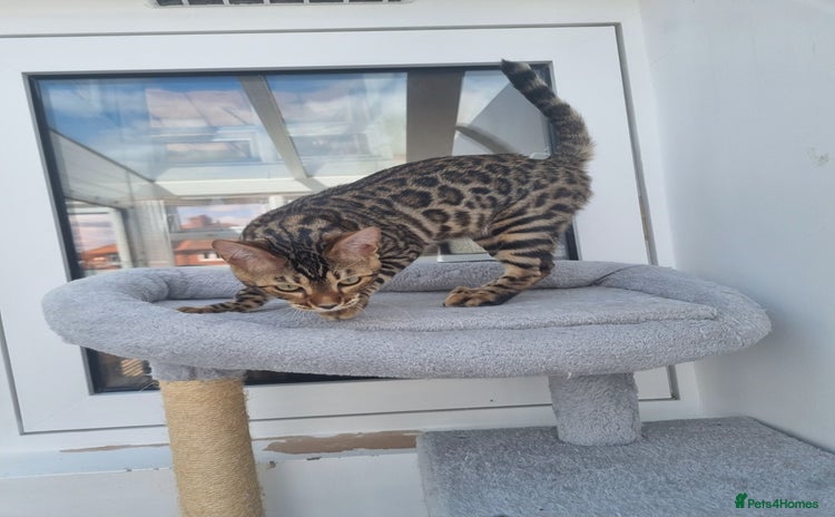 Bengal cats - Advert 2