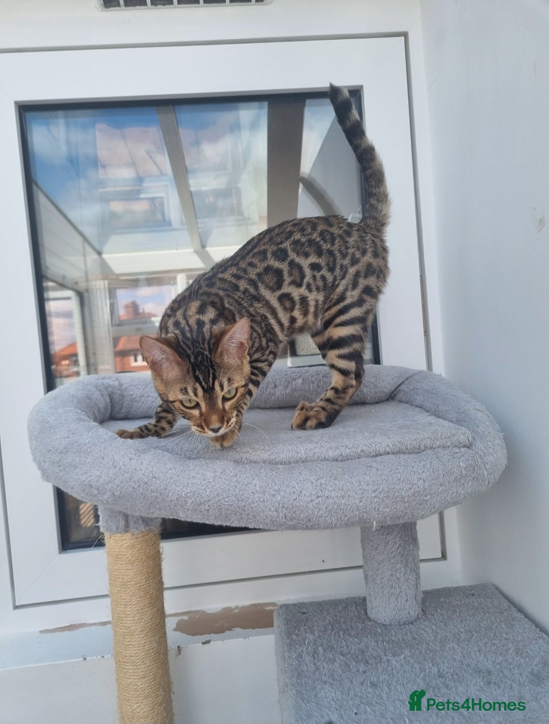 Bengal cats for sale: With breeder rights - Image 1