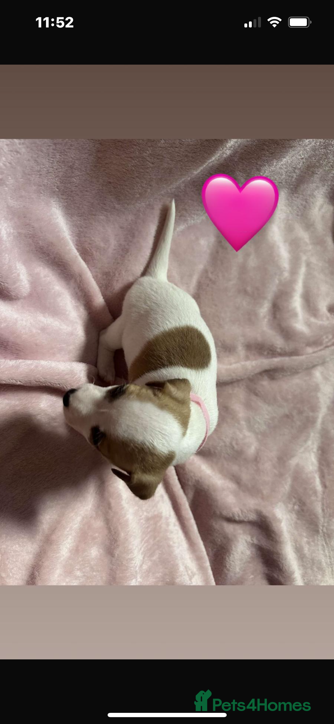 Jack Russell dogs for sale: 5 beautiful jack russel pups  - Image 14