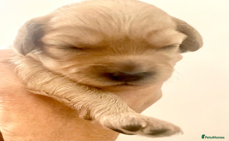 Cavapoo dogs - Advert 1