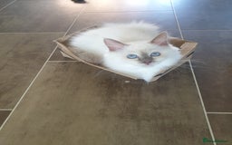 Birman cats for sale: Birman babies ready now. 26 years experience  in Billingham - Image 4