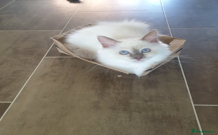 Birman cats in Billingham - Advert 13